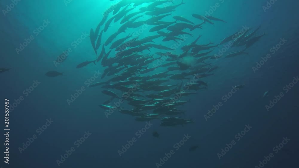 Big eye Trevally Jack, (Caranx sexfasciatus) Forming a polarized school, bait ball or tornado. Cabo Pulmo National Park, Cousteau once named it The world's aquarium. Baja California Sur,Mexico. Big eye Trevally Jack, (Caranx sexfasciatus) Forming a polarized school, bait ball or tornado. Cabo Pulmo National Park, Cousteau once named it The world's aquarium. Baja California Sur,Mexico.