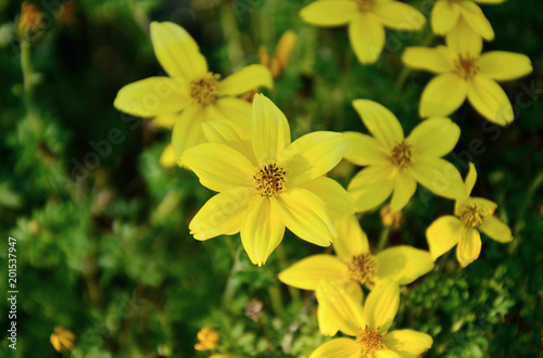 Coreopsis  Citrine   yellow flower on field