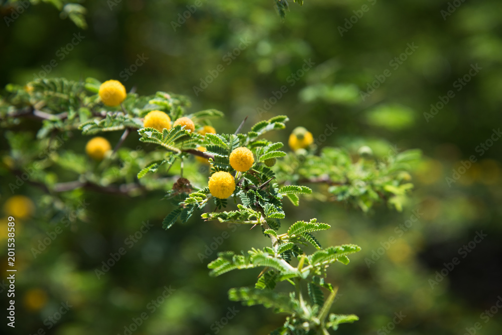Small yellow flowers on green branch