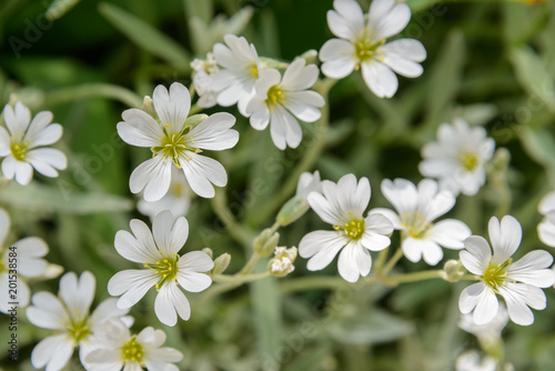 Background. Spring steppe flowers.