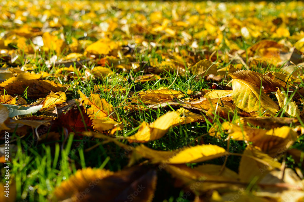 Background. Yellow autumn fallen leaves on green grass. Background. Yellow autumn fallen leaves on green grass.