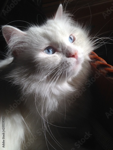 white cat with blue eyes and stage light effect 