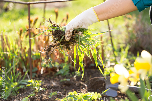 Woman hand clearing, pulling out some weed form her garden, using garden equipment photo