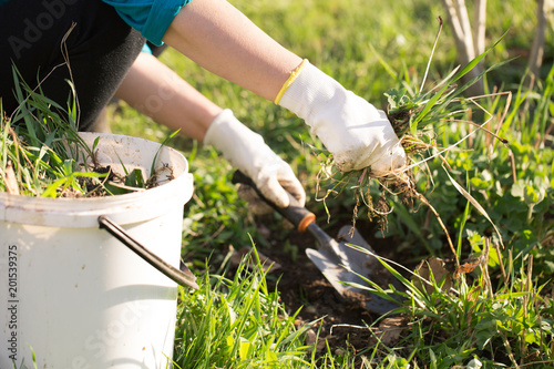 Woman hand clearing, pulling out some weed form her garden, using garden equipment