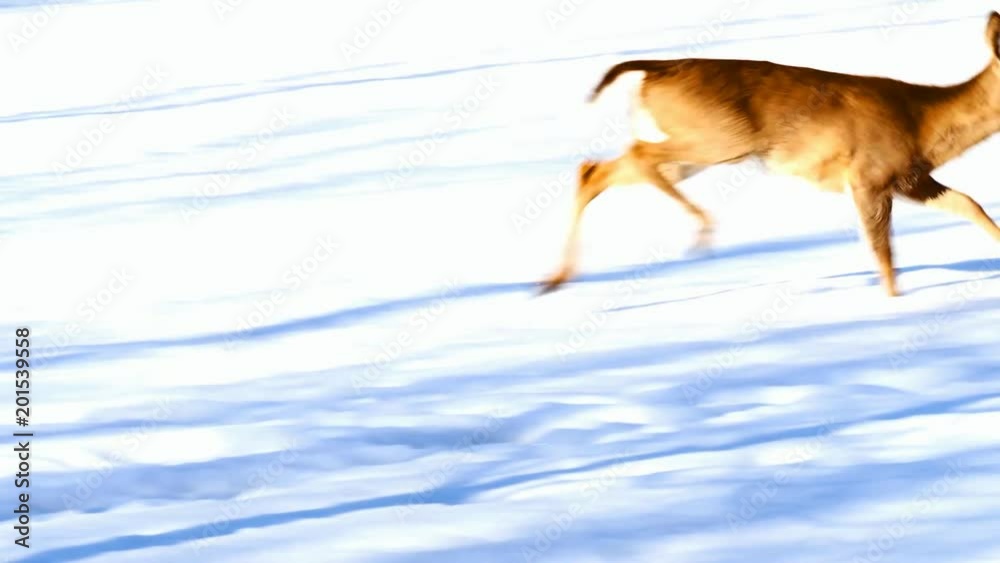 White-tailed deer, Odocoileus virginianus, walking in winter on snow in Bemidji Minnesota