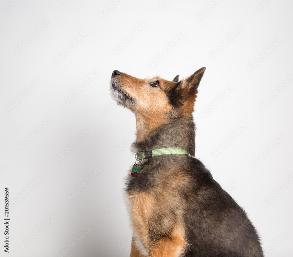 Profile of terrier dog Profile of terrier dog
