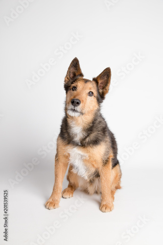 Terrier dog sitting in studio