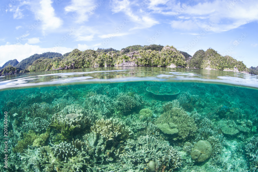 Gorgeous Reef in Misool, Raja Ampat