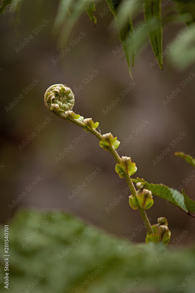 horsetail, koru tree, new zeland horsetail, koru tree, new zeland