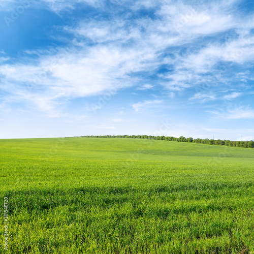 Green spring wheat field and blue sky with clouds.