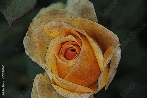 Fototapeta Naklejka Na Ścianę i Meble -  An etched rose marks the beginning of the season of Springtime.