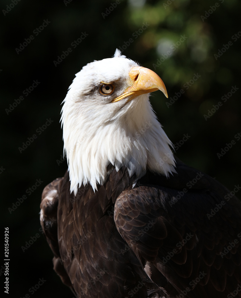 Close up detailed portrait of a Bald Eagle with dark background Close up detailed portrait of a Bald Eagle with dark background
