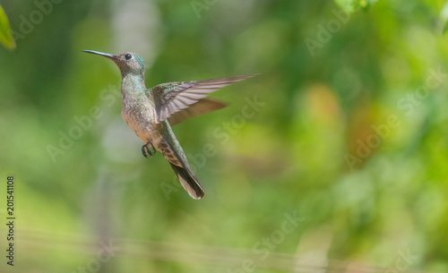 Green Colibri flying