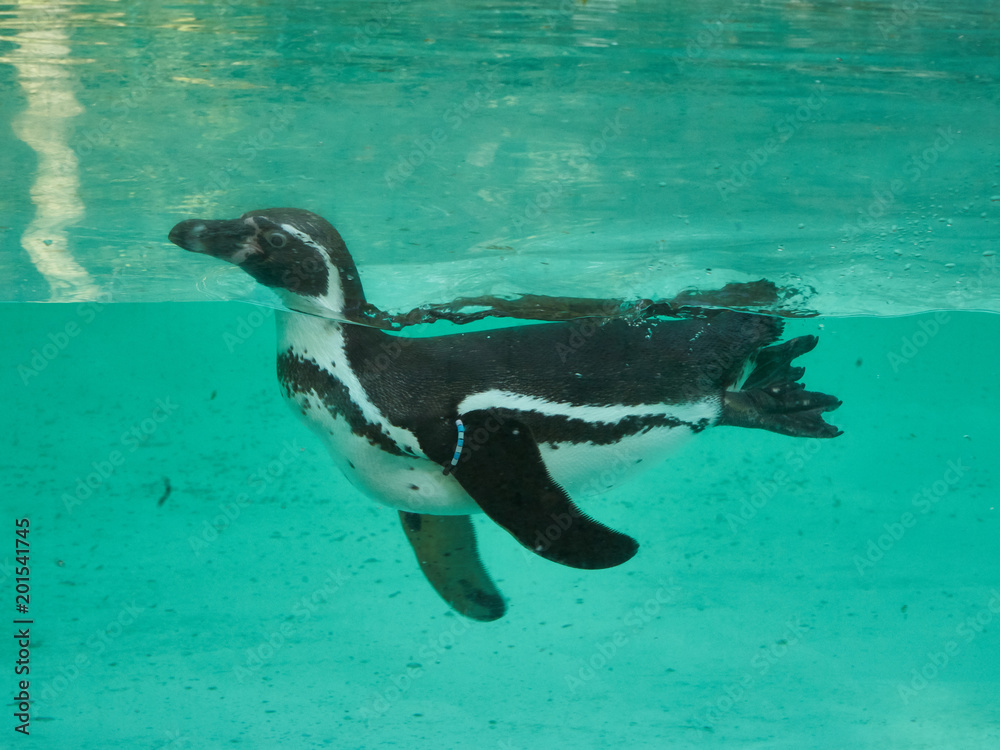 Naklejka premium Pinguin