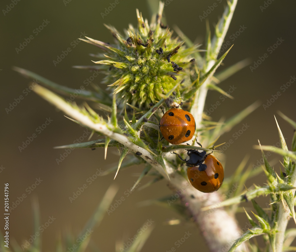 Obraz premium Two Ladybugs on a Thorn