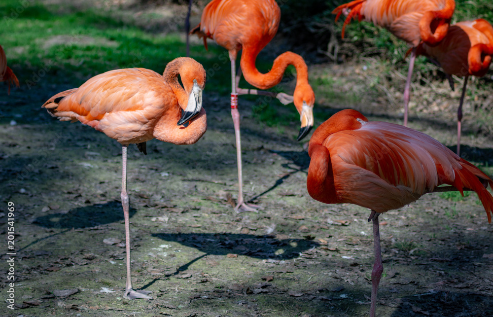 group of flamingos group of flamingos