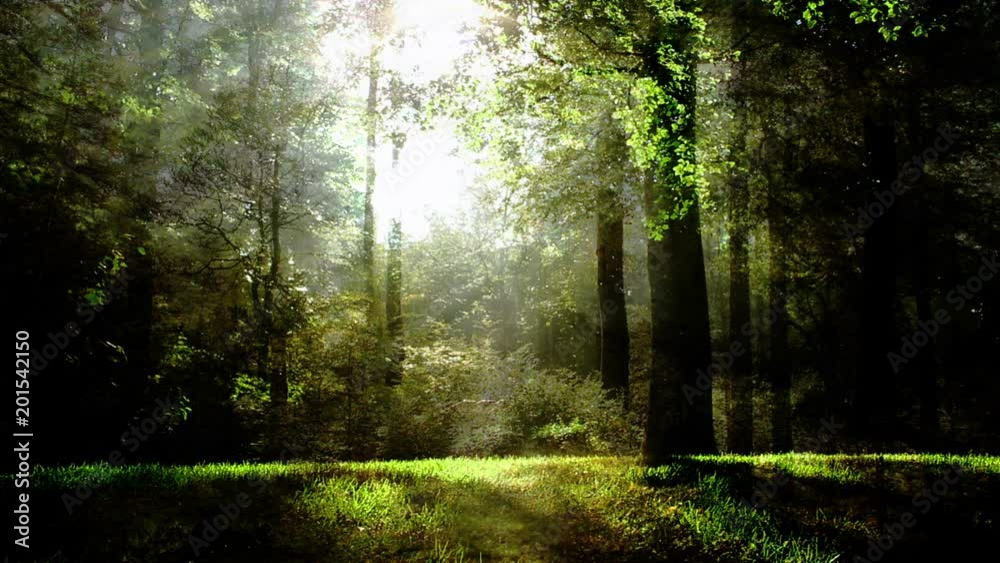 Magical Forest Background Loop Animation