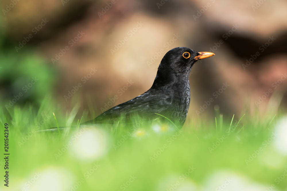 Blackbird, Turdus merula Blackbird, Turdus merula