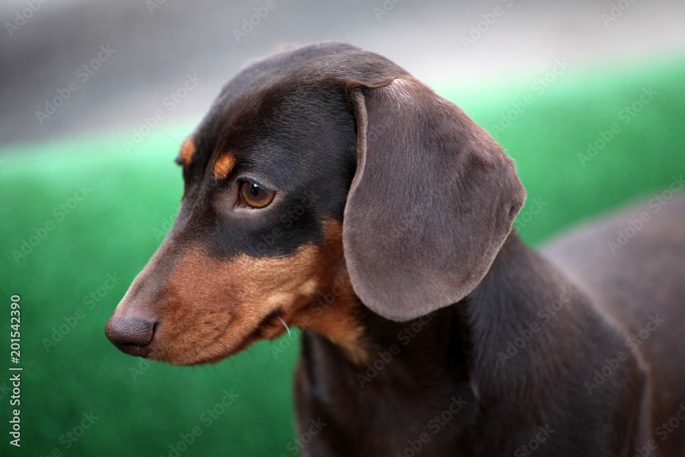 Dachshund Dog Piebald color 