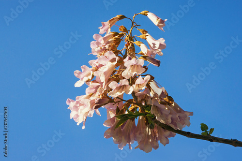 Springtime. Flowers of Paulownia tomentosa tree against  blue sky. Free space for text photo