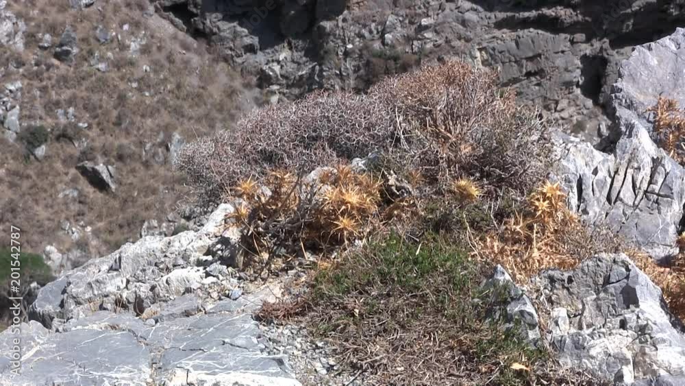 Close up of vegetation in Kourtaliotiko Gorge on Crete in Greece. Close up of vegetation in Kourtaliotiko Gorge on Crete in Greece.