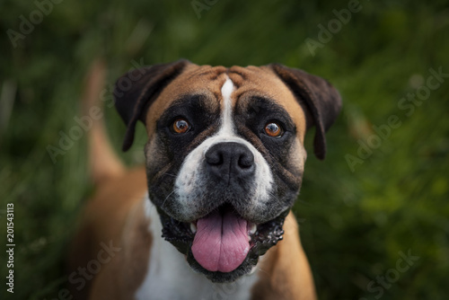 Englische Bulldogge im Feld © tierfoto-guenzburg