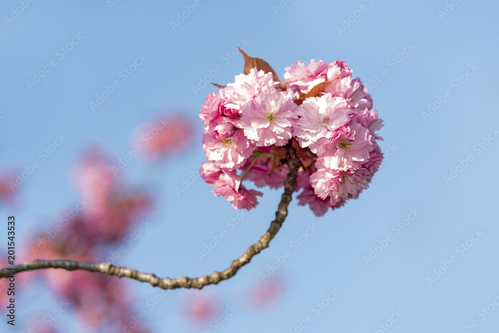 Sakura, pink japanese cherry flowers blooming against a pur blue sky at spring time Sakura, pink japanese cherry flowers blooming against a pur blue sky at spring time