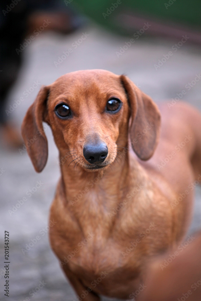 Dachshund Dog Piebald color 
