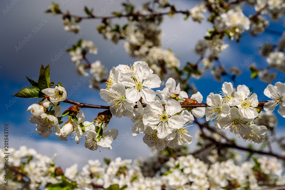 A branch of blooming cherry on a blue background.