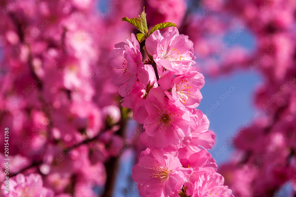 Sakura, cherry blossom, cherry tree with flowers. Oriental cherry blooming Sakura, cherry blossom, cherry tree with flowers. Oriental cherry blooming