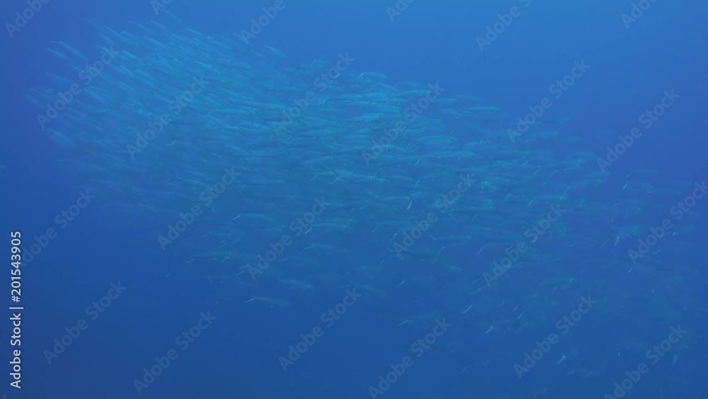 bait ball, mexico bait ball, mexico