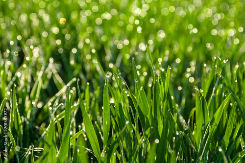 Fresh green grass with dew drops close up. Nature Background.