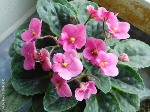 gentle pink violet photo