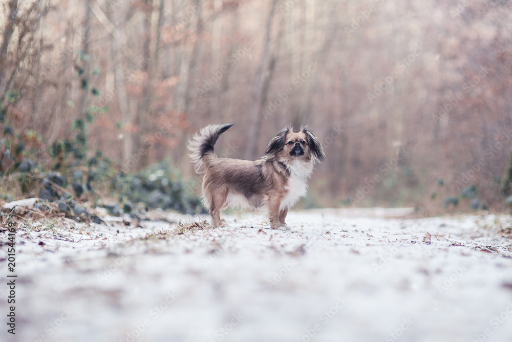 Kleiner Hund im Winter Wald