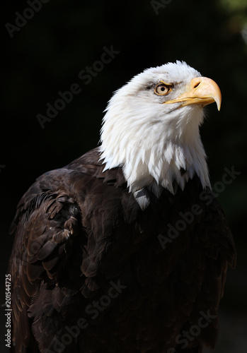 Close up detailed portrait of a Bald Eagle with dark background