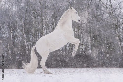 Wei  es Pferd Schimmel steigt im Winter auf einer Koppel