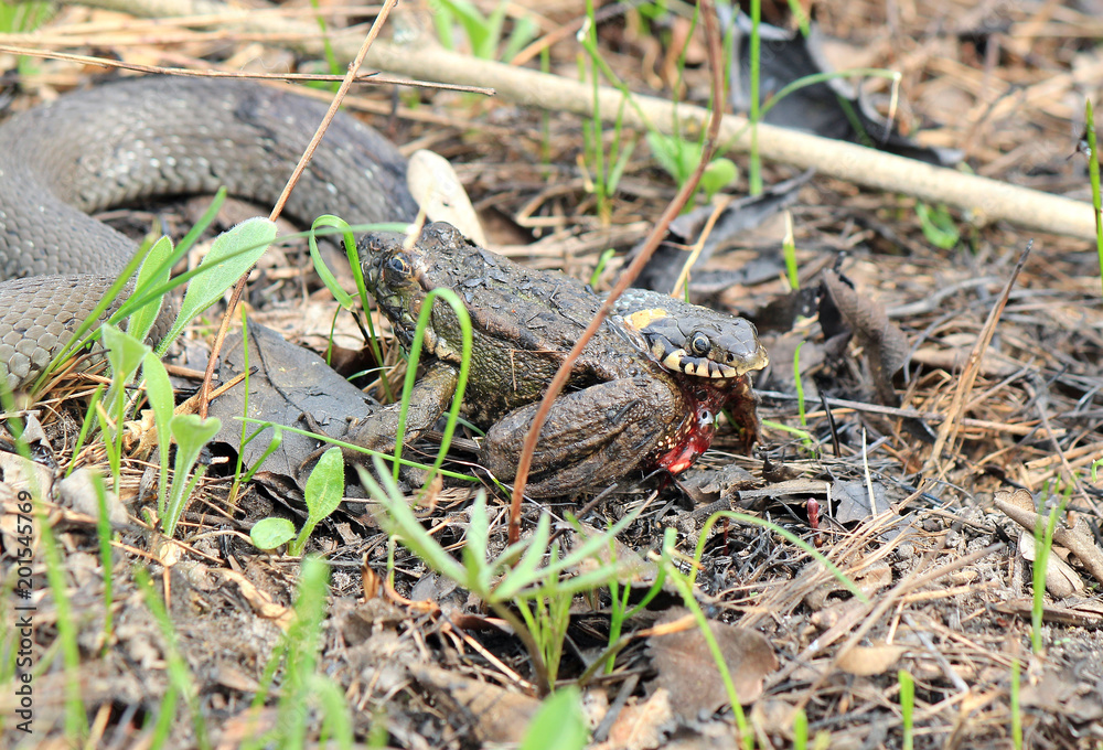 Fototapeta premium hungry grass-snake caught a frog