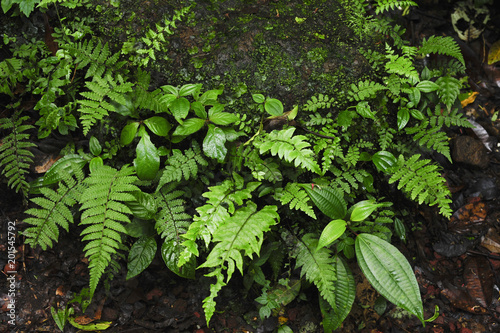 A moss-covered rock is laden with epiphytes in a rain forest.