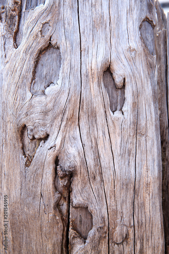 Fototapeta premium North America, United States, Oregon, Eastern Oregon, Cascade Lakes Highway, Cascade Mountains, Deschutes National Forest. Abstract Tree bark.