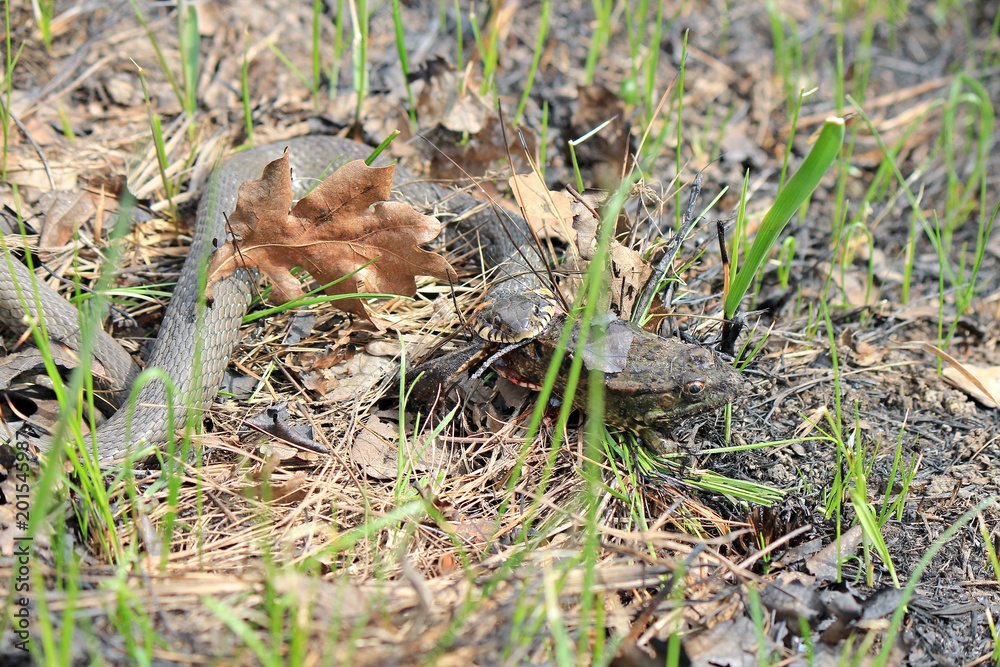 hungry grass-snake caught a frog hungry grass-snake caught a frog
