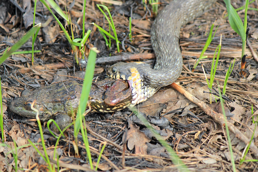 hungry grass-snake caught a frog hungry grass-snake caught a frog