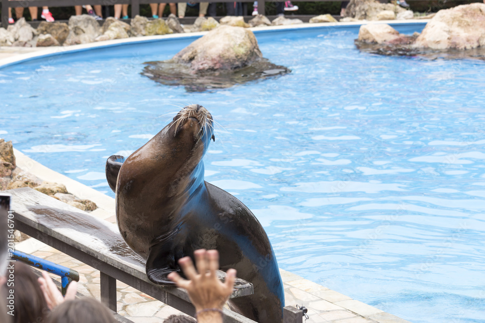 Fototapeta premium sea lion in a show with animals in the nature park of Cabarceno, Cantabria, Spain