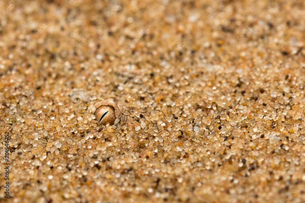 I see you - Snake eye in the sand I see you - Snake eye in the sand