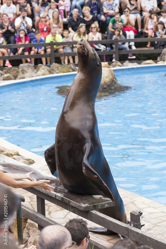 sea lion in a show with animals in the nature park of Cabarceno, Cantabria, Spain