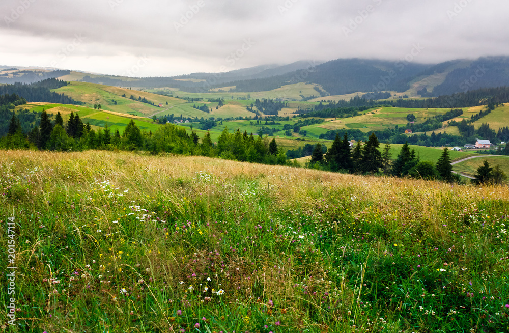 grassy meadow over the forest on a cloudy day. lovely mountainous countryside in summer time