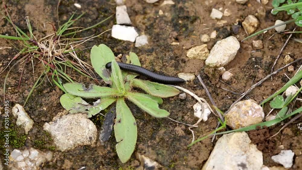 millipede (centipede) crawling on the soil in nature