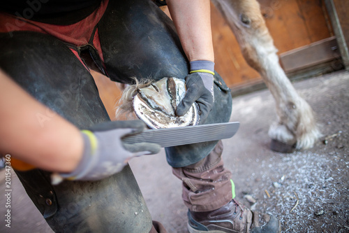 a blacksmith works on a horse hoof photo