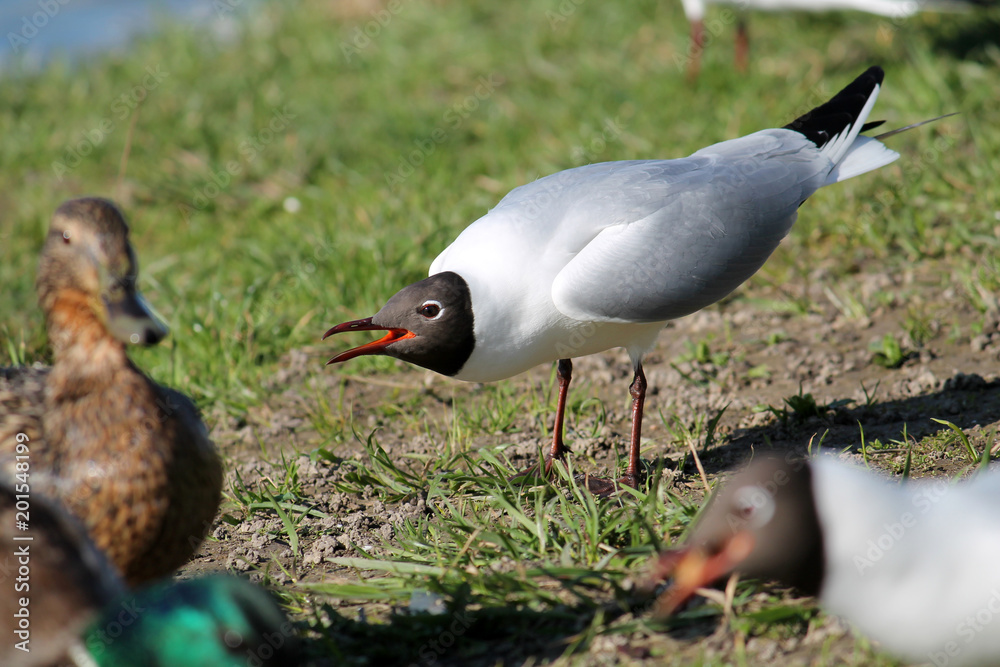 Adult Black-headed Gull in summer (alternate) plumage displaying the forward posture with open mouth. Demonstration of aggression and willingness to attack Adult Black-headed Gull in summer (alternate) plumage displaying the forward posture with open mouth. Demonstration of aggression and willingness to attack