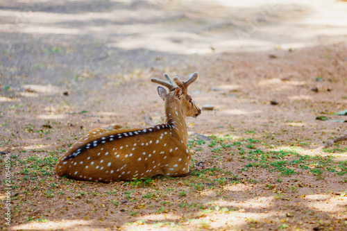 beautiful deer lying on the ground in the national Park