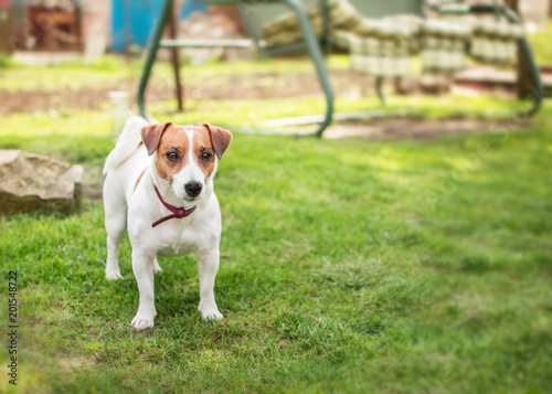 A small dog Jack Russell Terrier standing on green grass in yard at summer sunny day. Terrier dog unleashed outdoor.